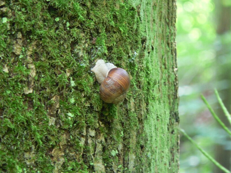 Snail on Tree Trunk