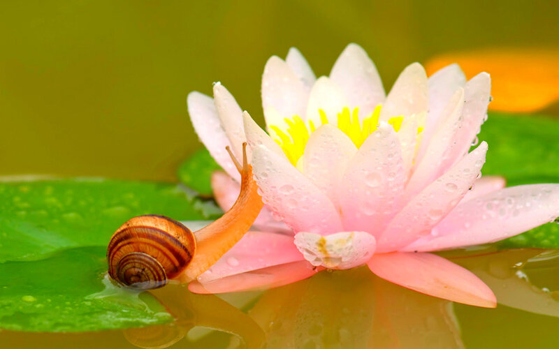 Snail on Water Lily