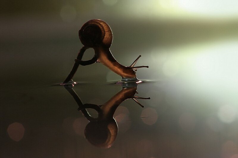 snail on water surface