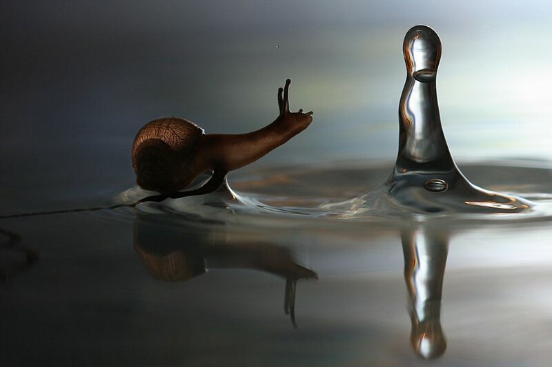 Snail on Water Surface — Brown, Dramatic