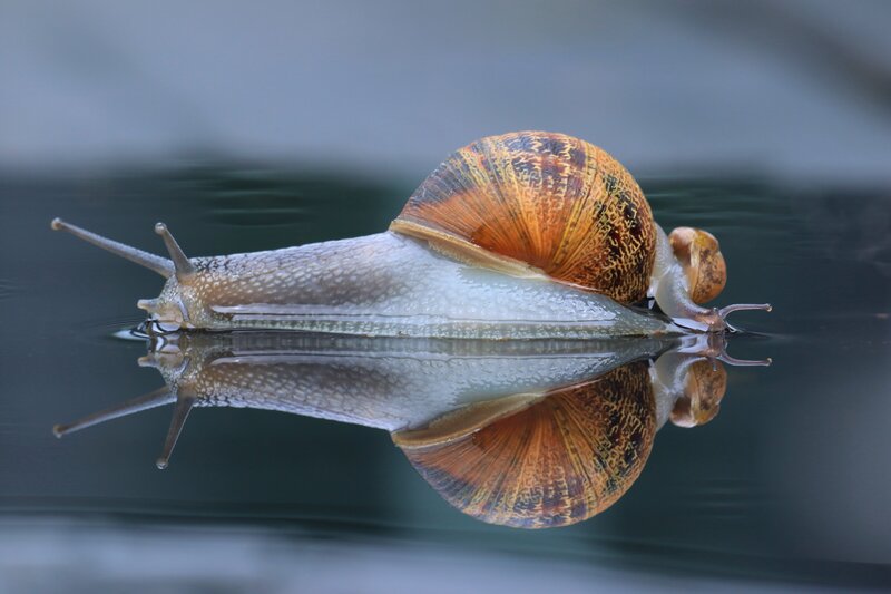 Snail on Water Surface — Brown, Serene