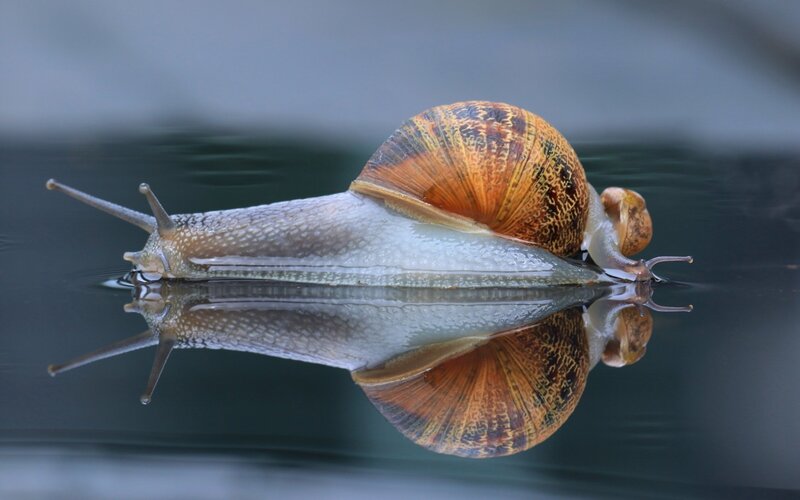 snail on water surface