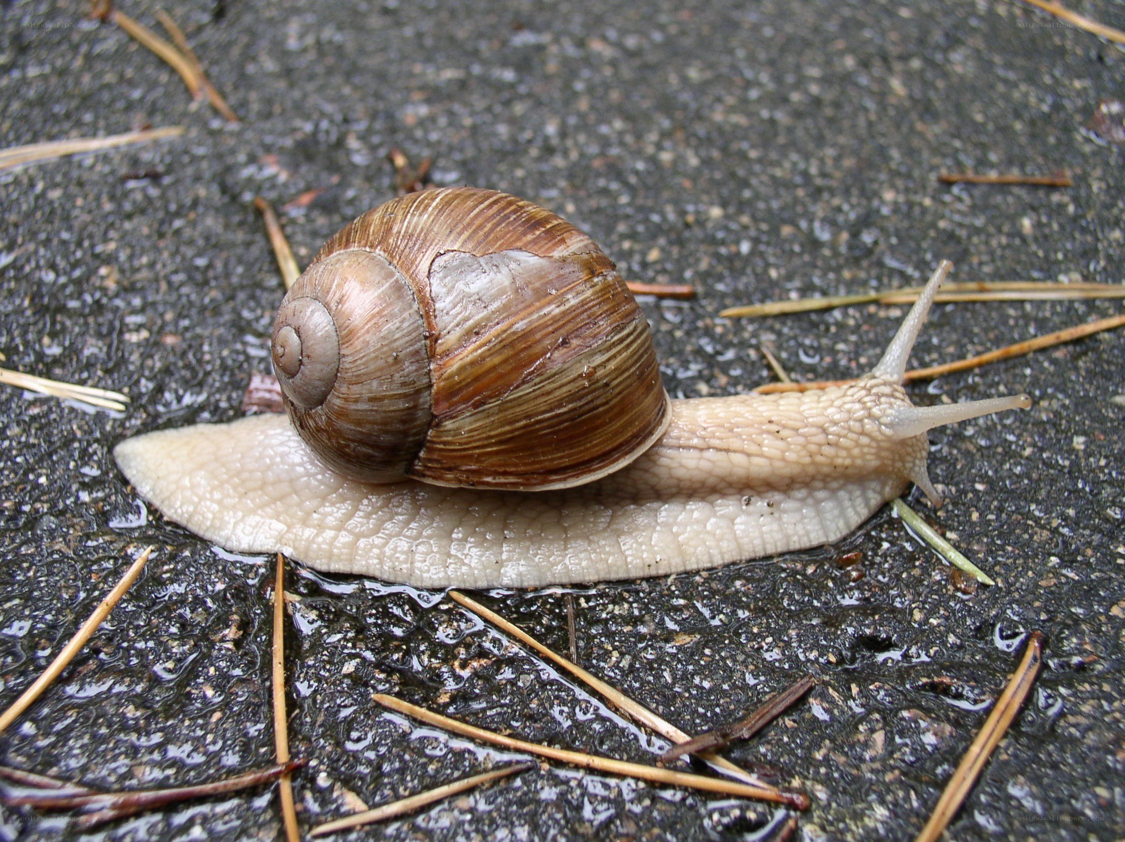 snail on wet pavement