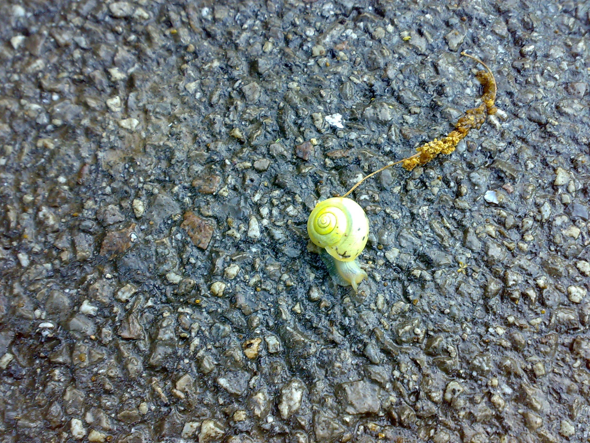 snail on wet pavement