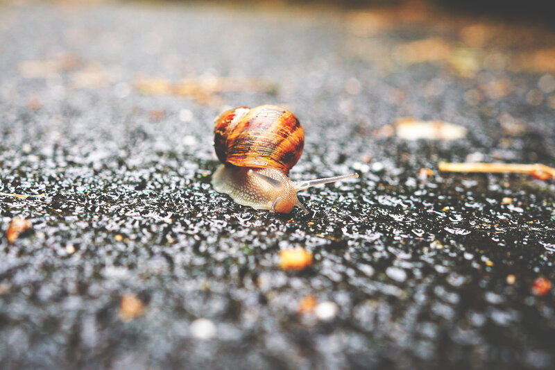 Snail on Wet Pavement — Brown