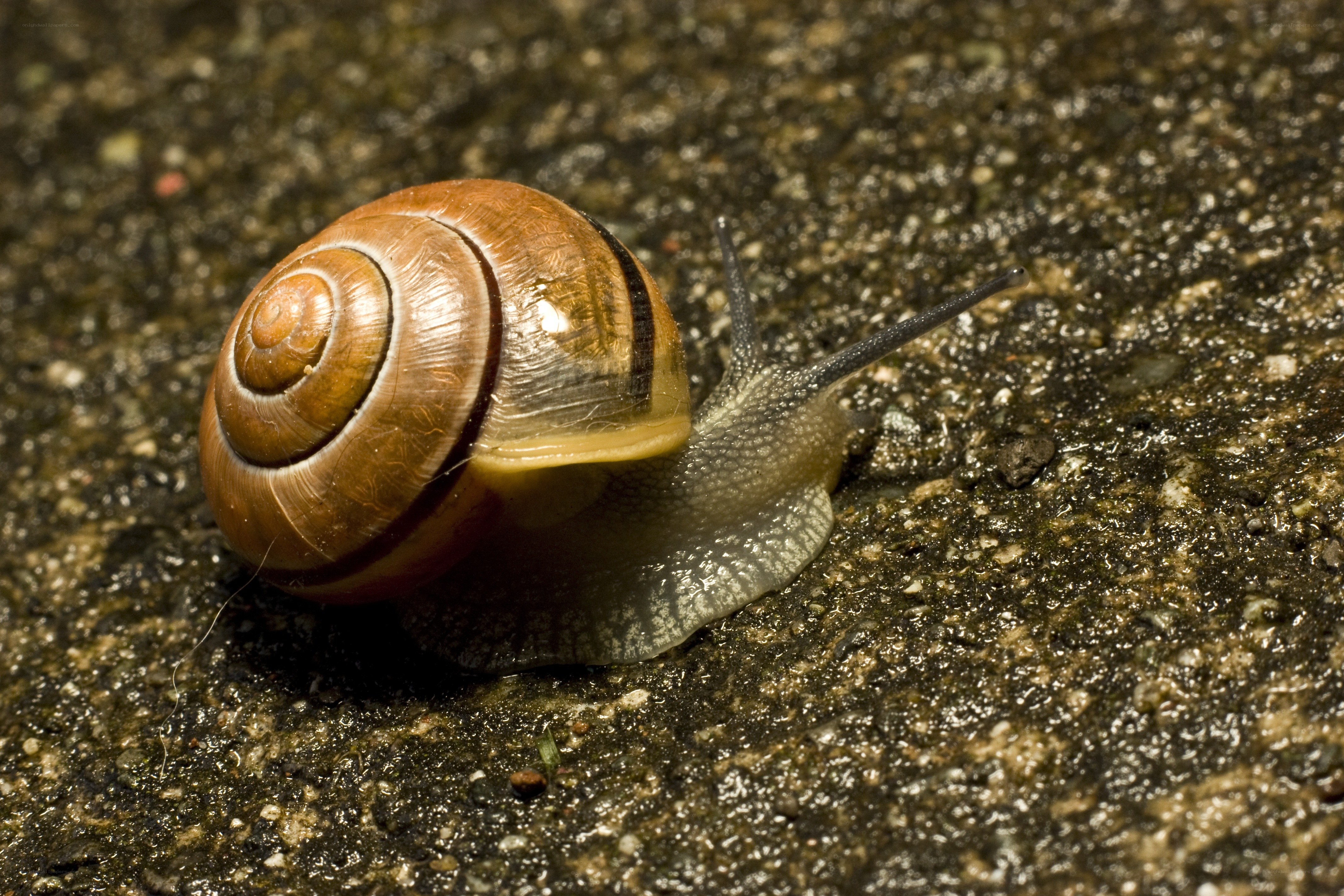 snail on wet pavement
