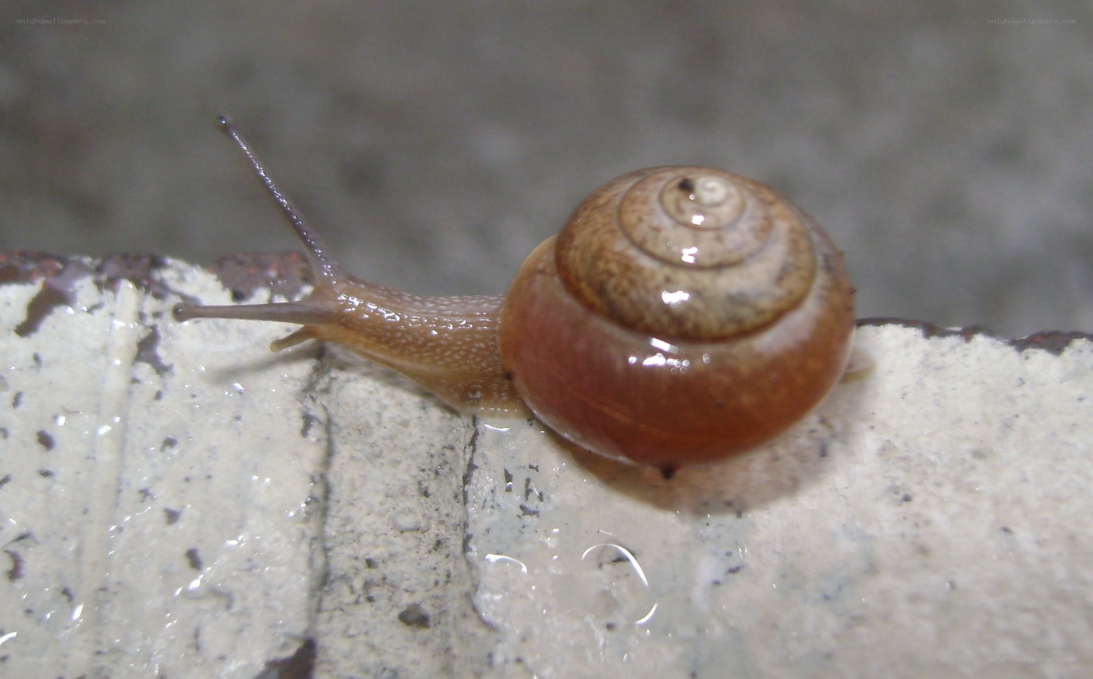 snail on wet surface