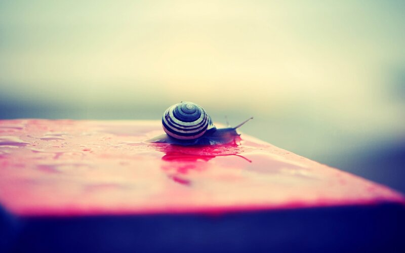 Snail on Wet Surface — Pink, Serene