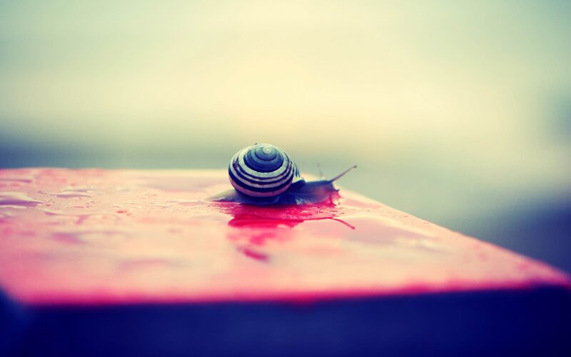 Snail on Wet Surface — Pink