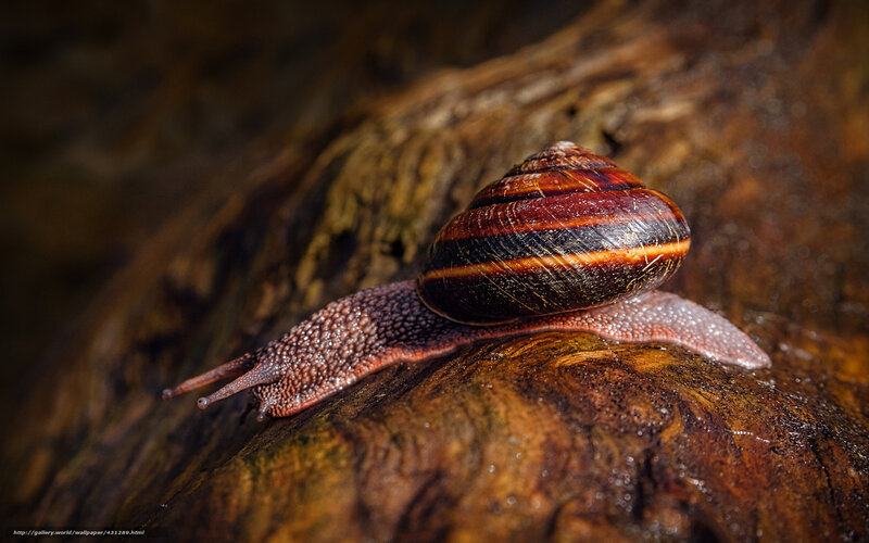 Snail on Wet Wood — Brown