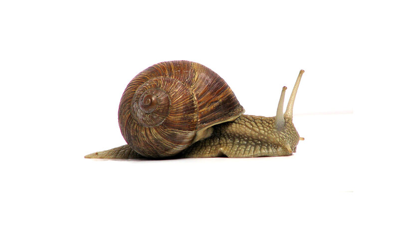 snail on white background