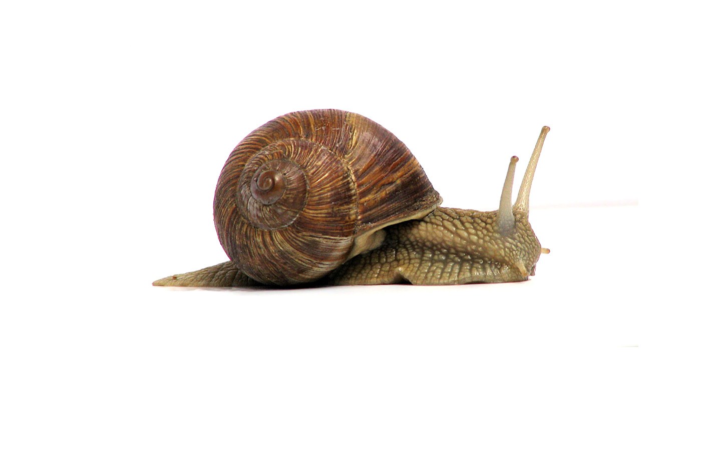 snail on white background