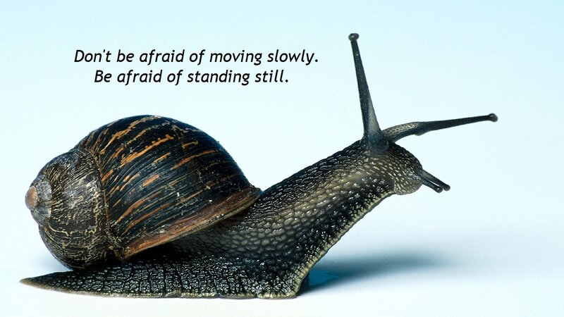 Snail on White Surface — Black