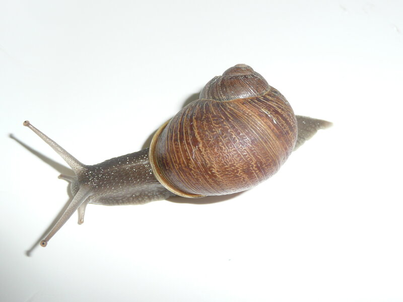 snail on white surface