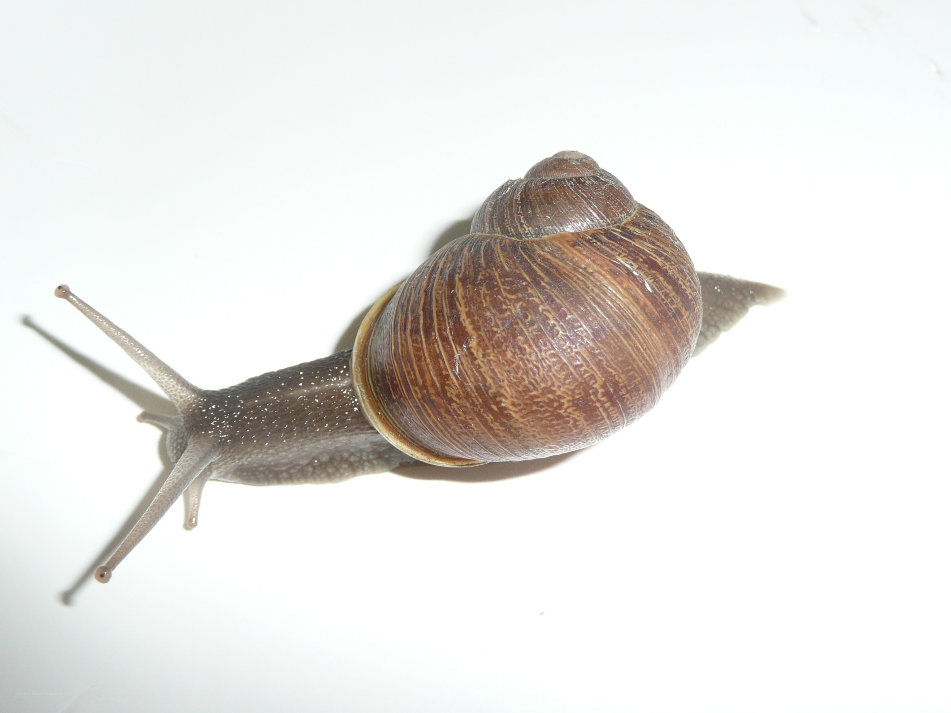 snail on white surface