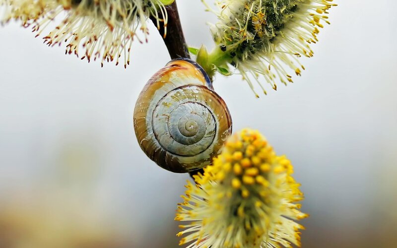 Snail on Willow Branch