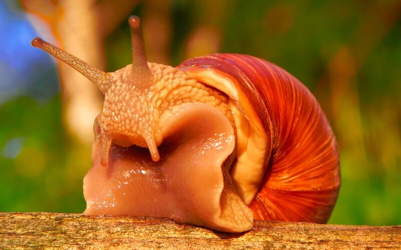 Snail on Wooden Branch — Brown, Natural