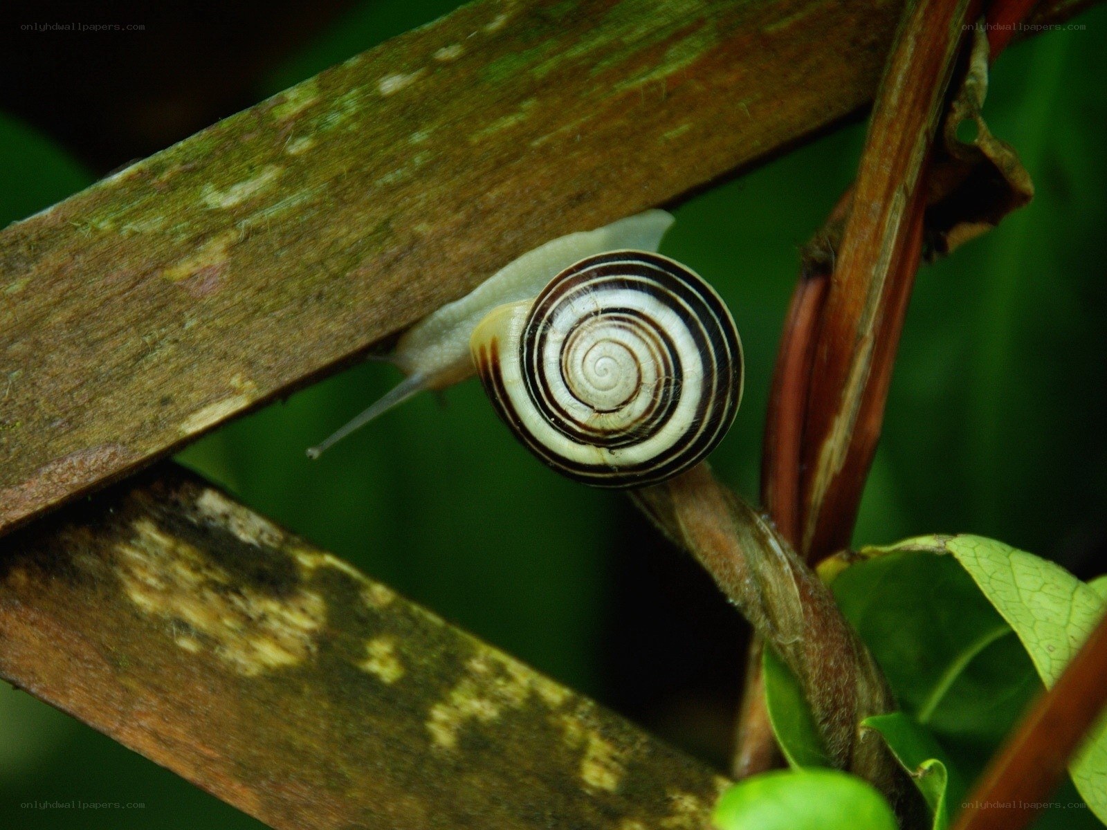 snail on wooden branch