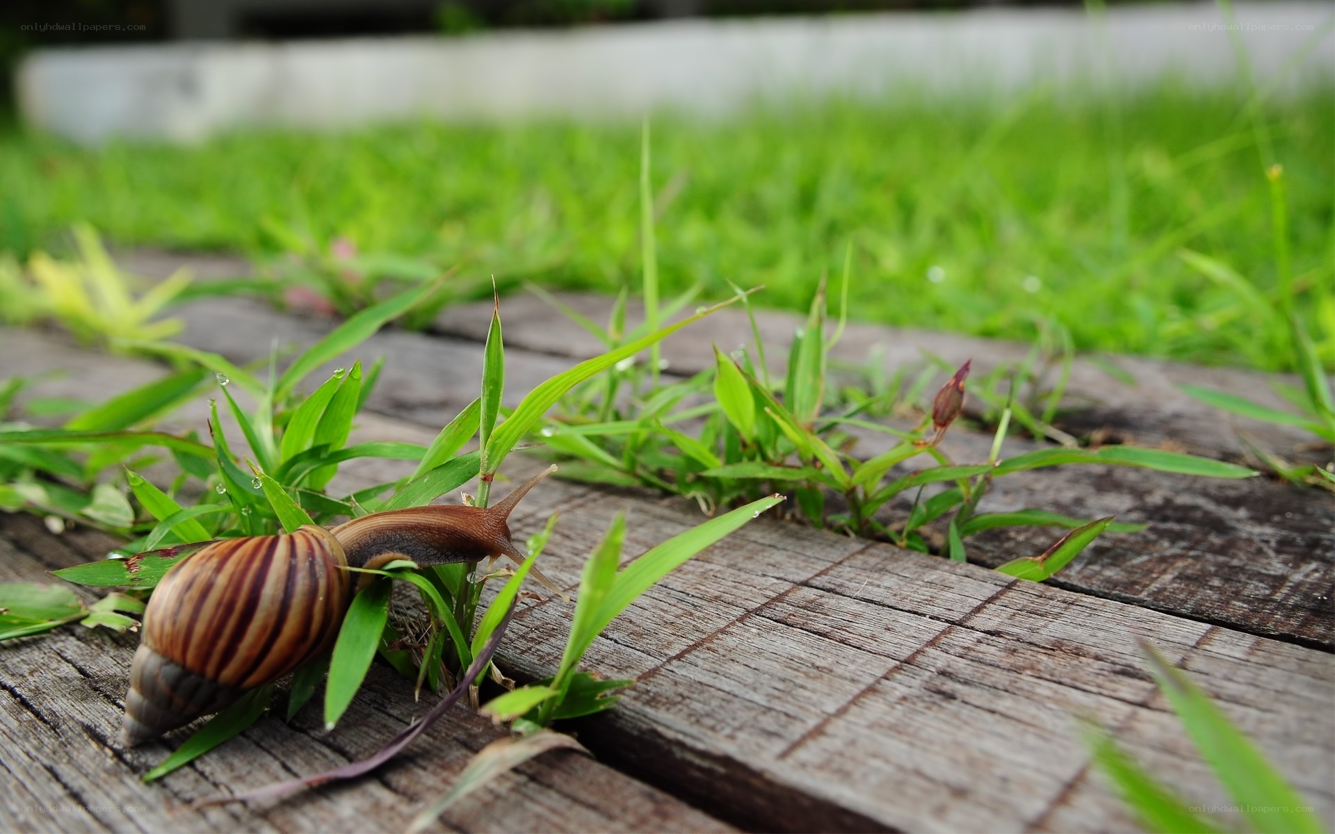 snail on wooden path