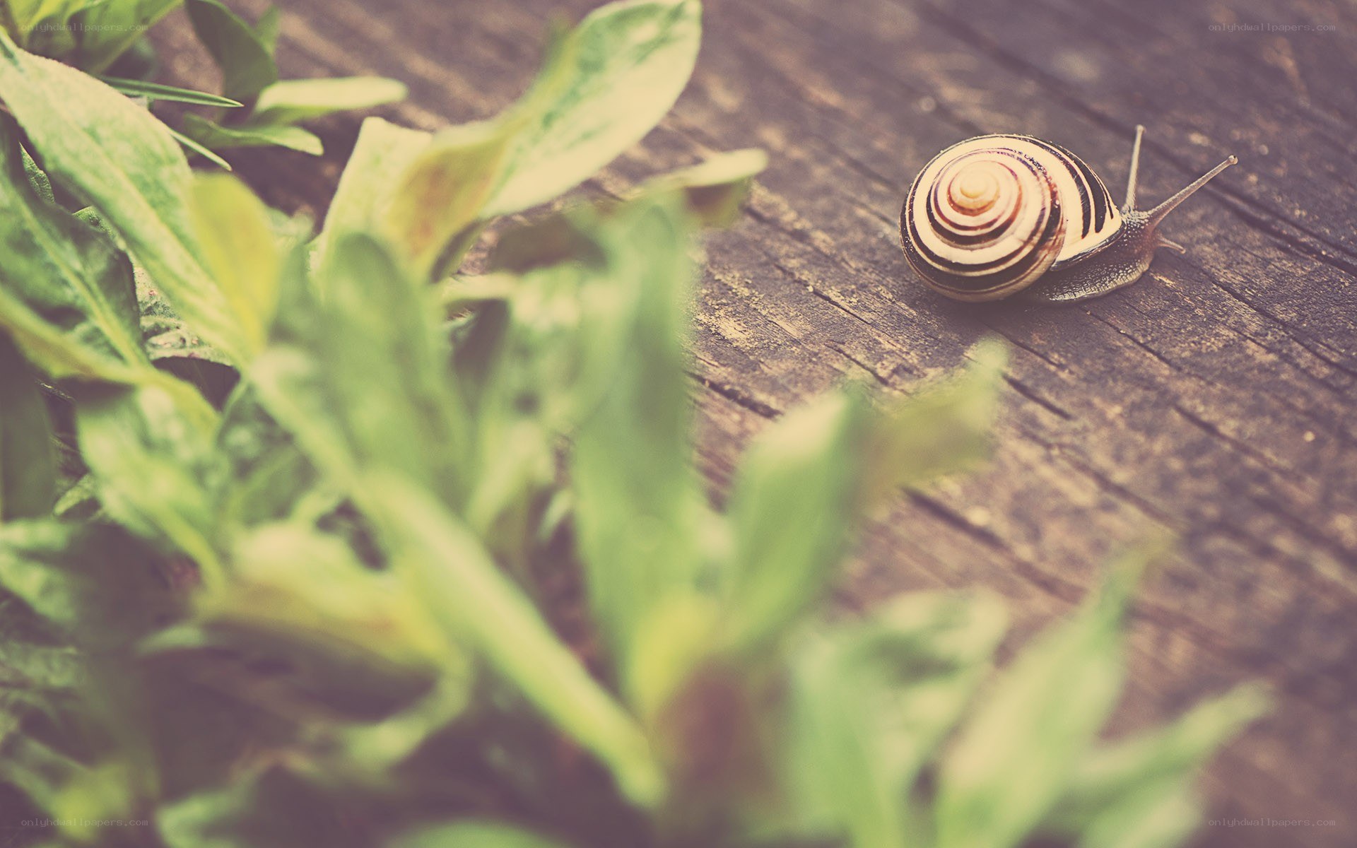 snail on wooden surface