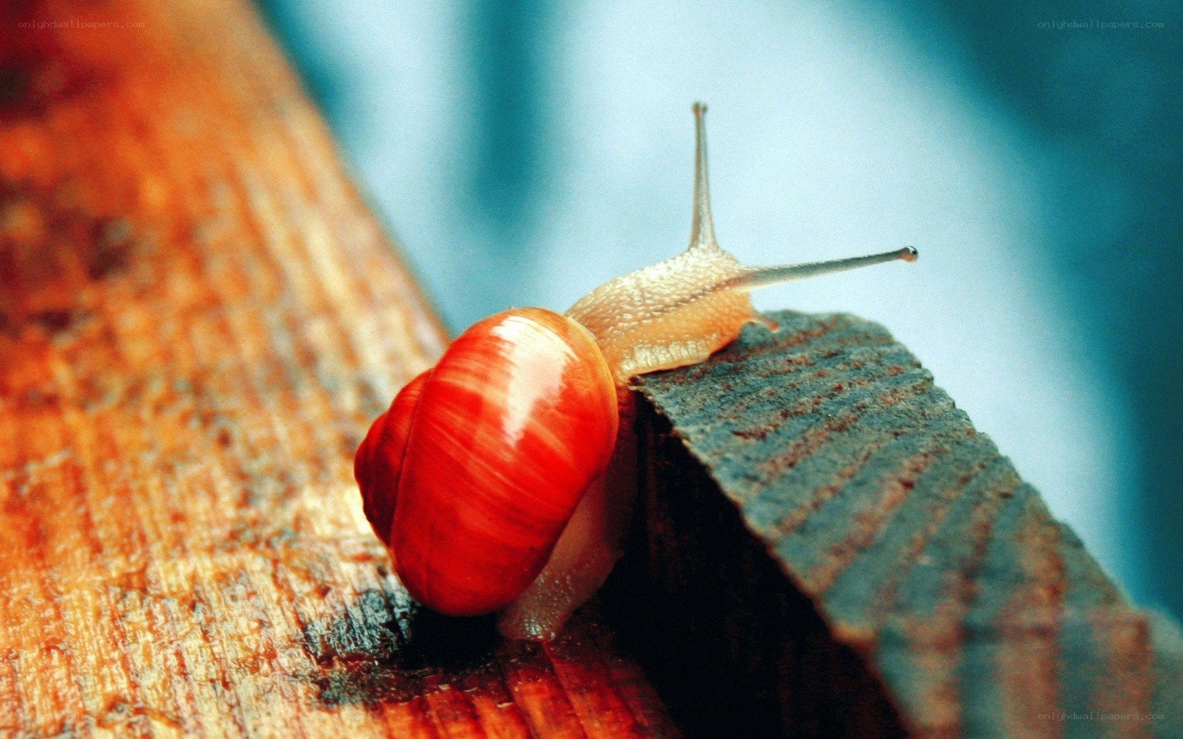 snail on wooden surface