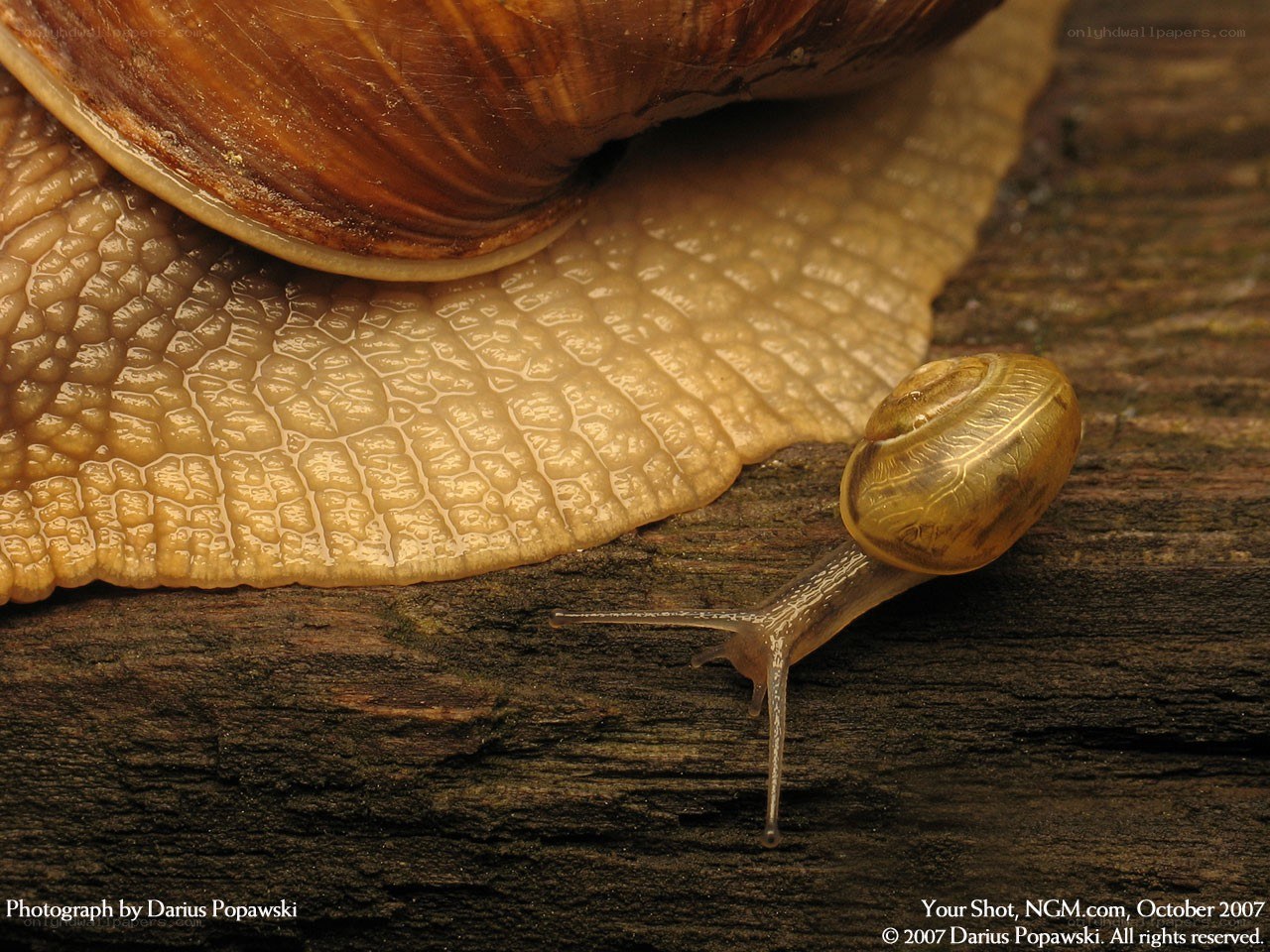 Snail on wooden surface