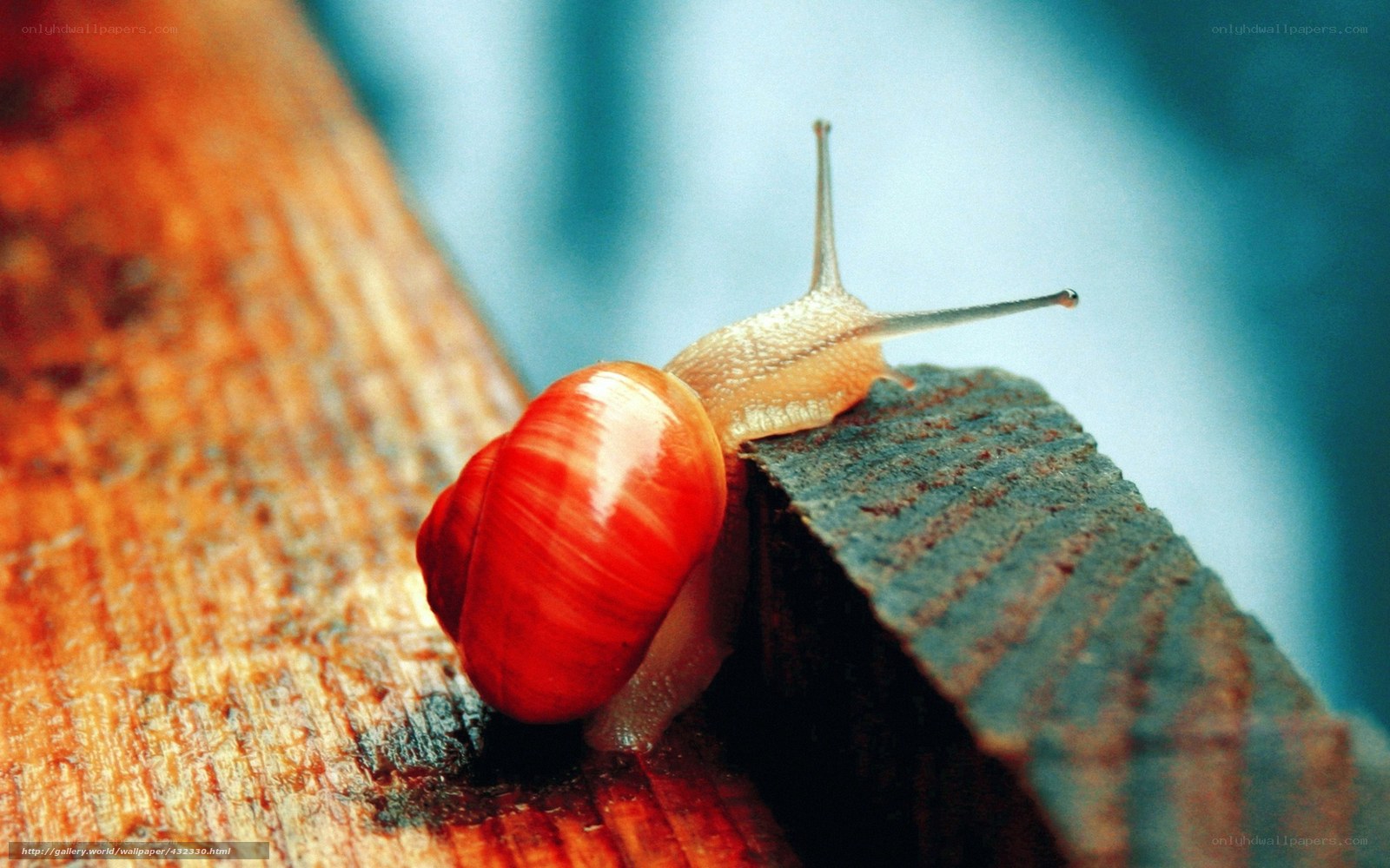 snail on wooden surface