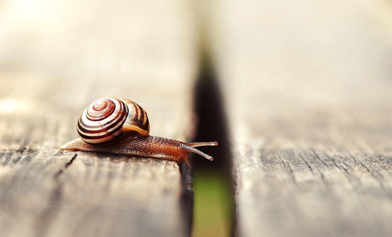 snail on wooden surface