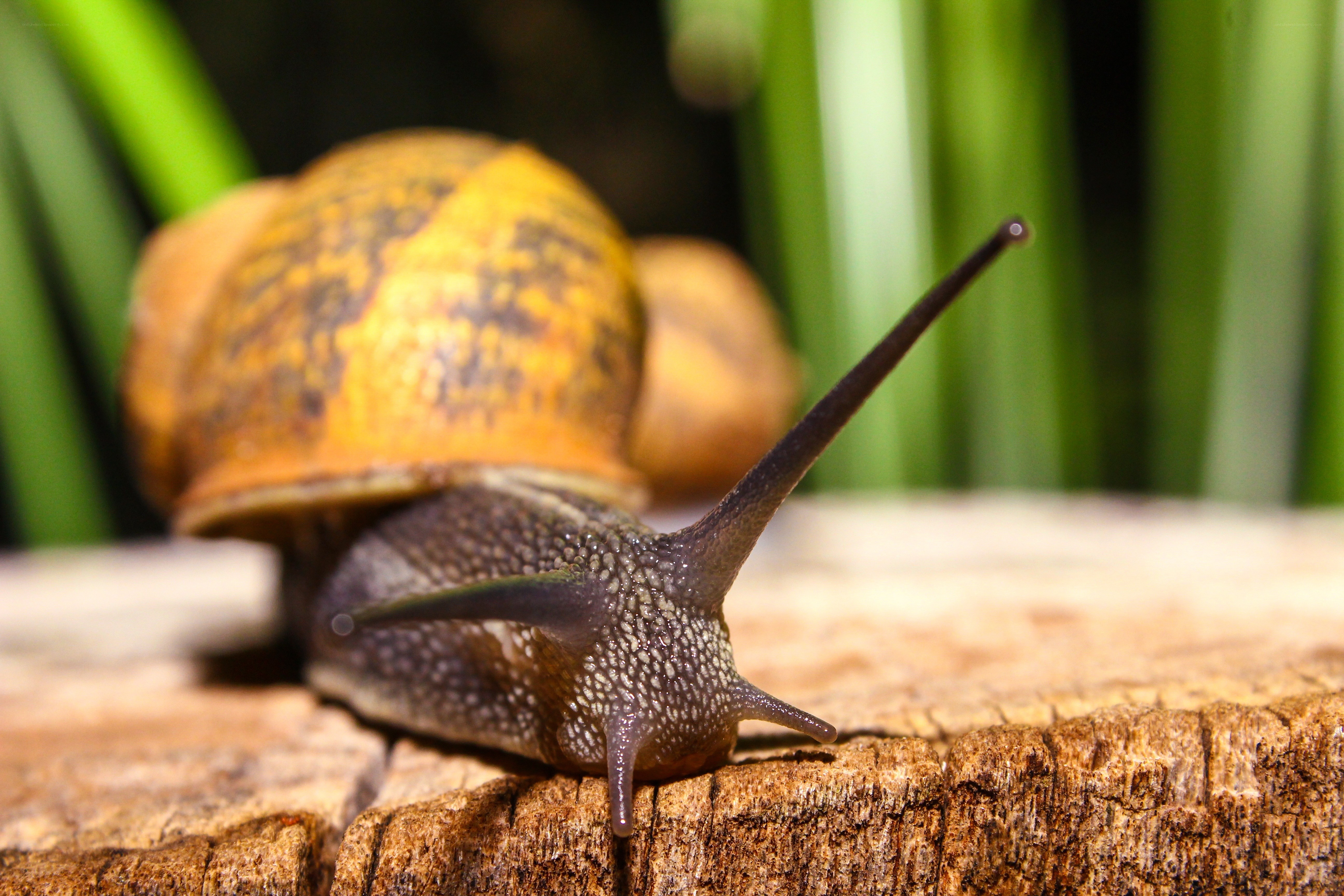 snail on wooden surface