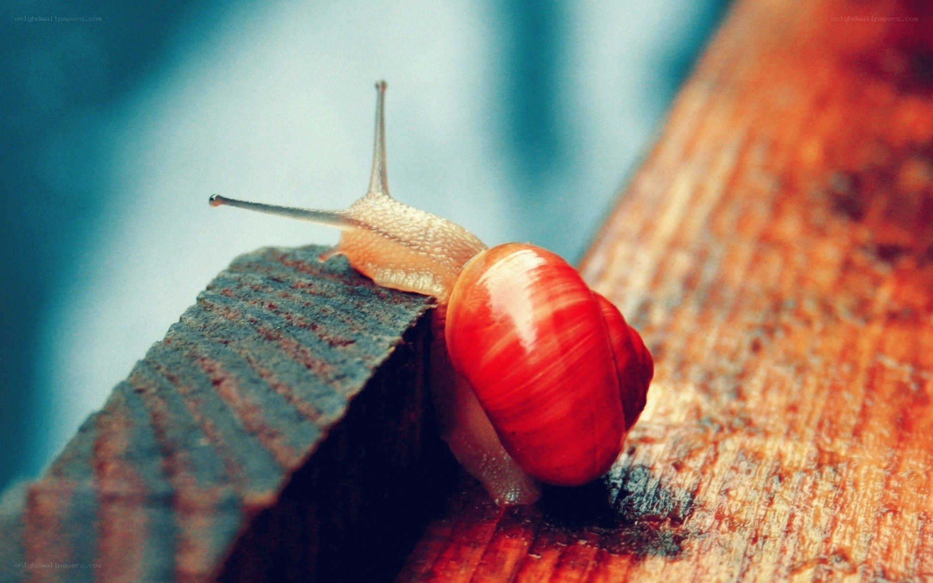 snail on wooden surface