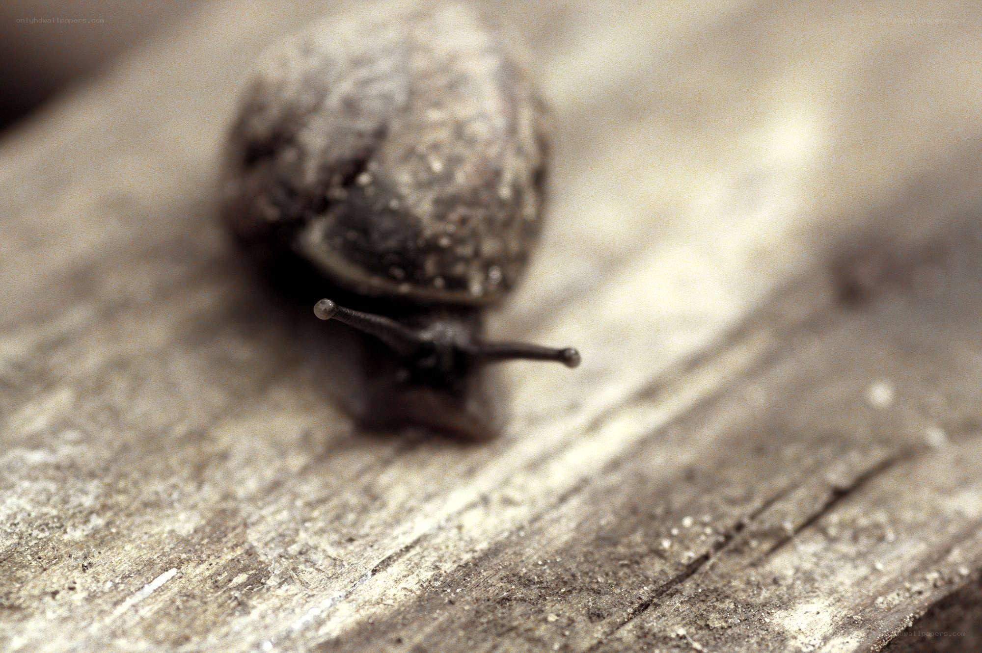 snail on wooden surface