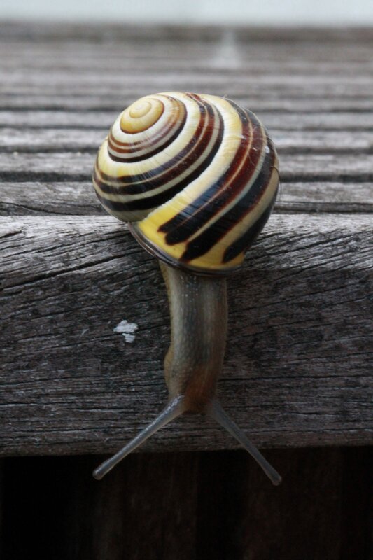 snail on wooden surface