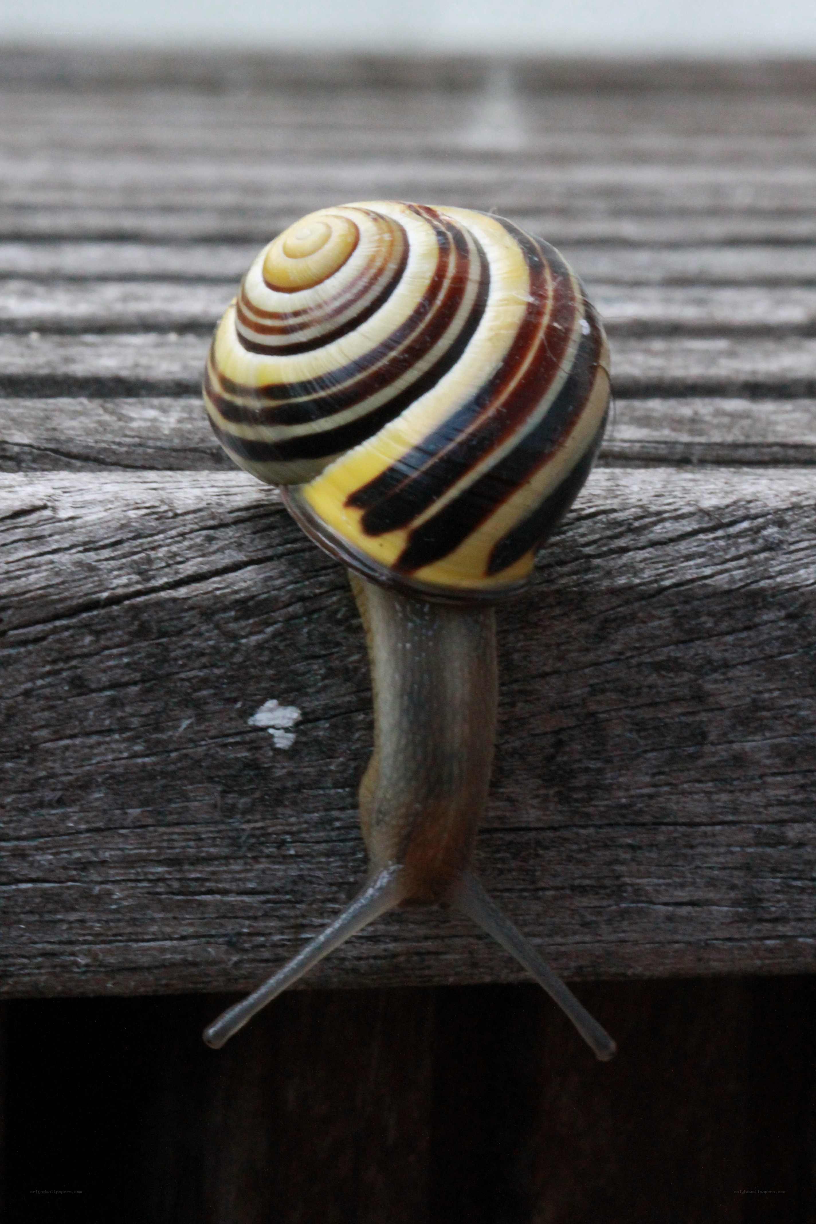 snail on wooden surface