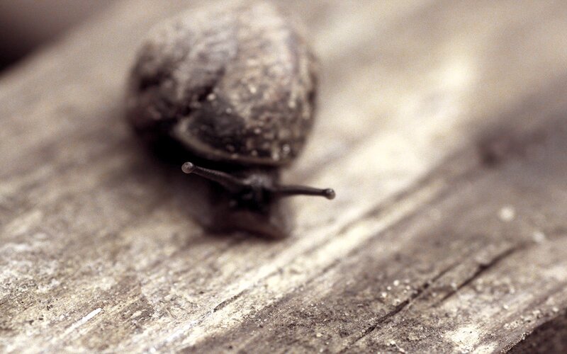 Snail on Wooden Surface — Brown, Calm, Photograph