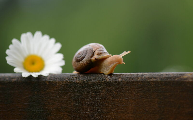 Snail on Wooden Surface — Brown, Calm