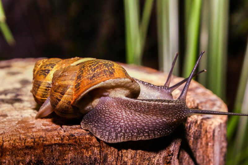 Snail on Wooden Surface — Brown, Natural