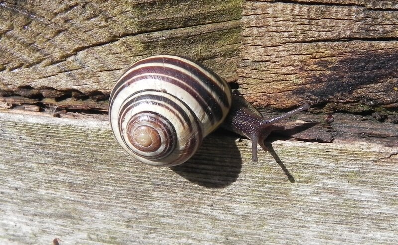 Snail on Wooden Surface — Brown