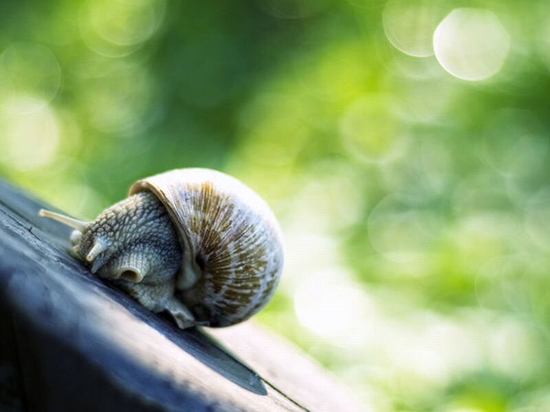 Snail on Wooden Surface — Green