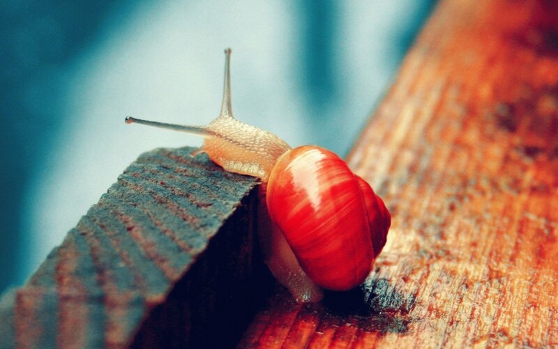 Snail on Wooden Surface — Red, Calm, Photograph