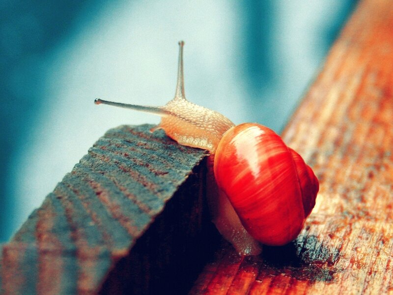 Snail on Wooden Surface — Red