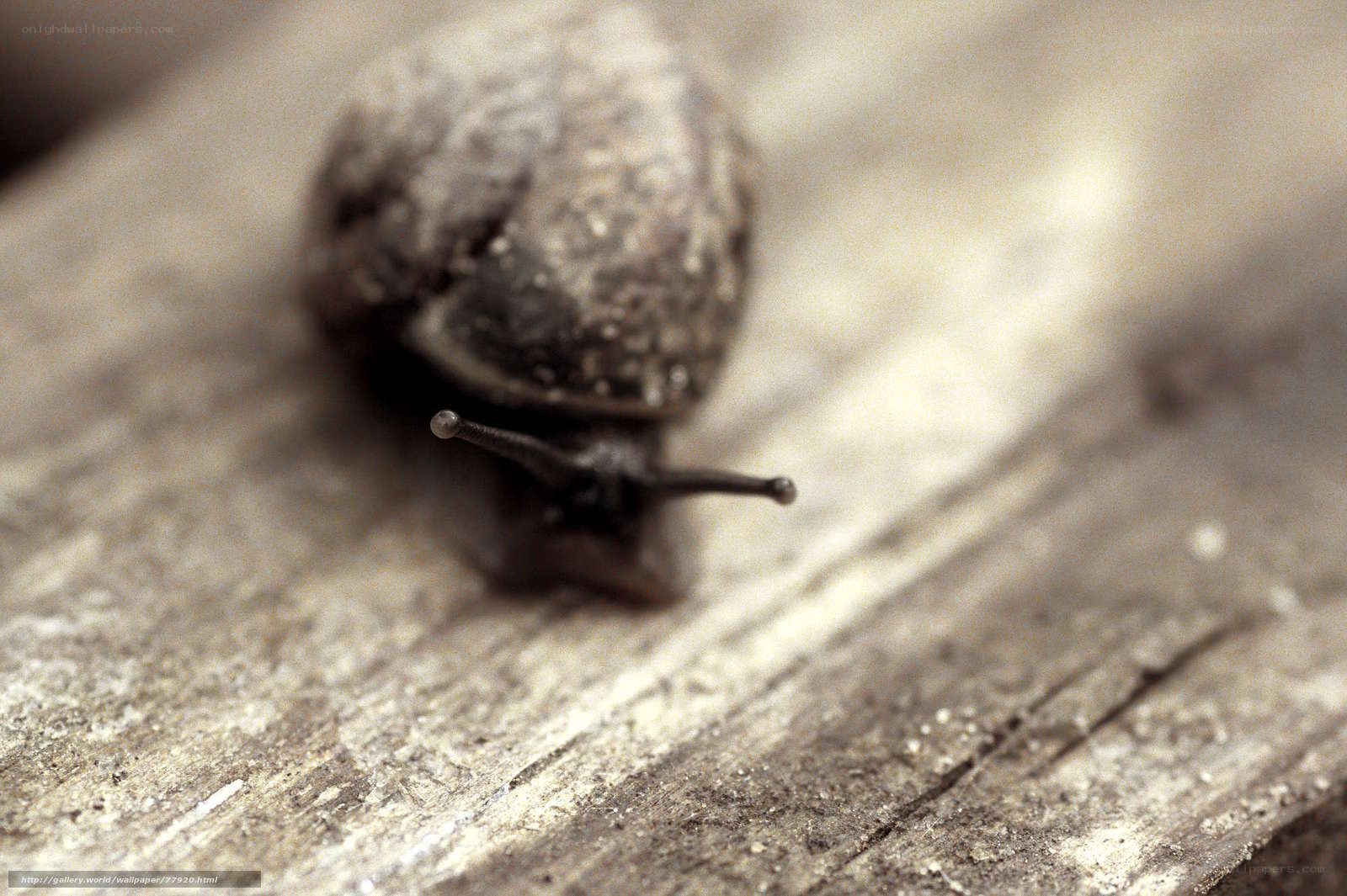 snail on wooden surface