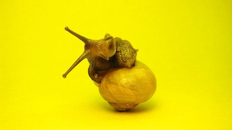 snail on yellow background
