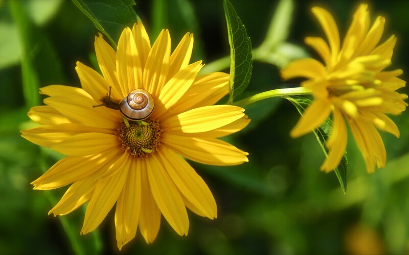 Snail on yellow flower