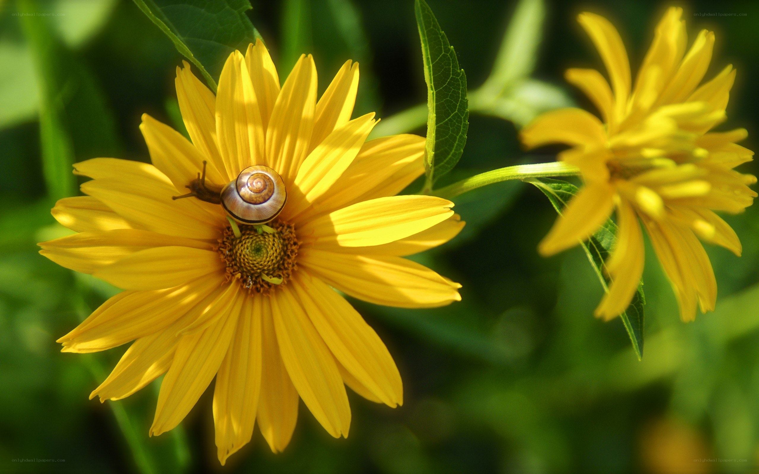 Snail on yellow flower