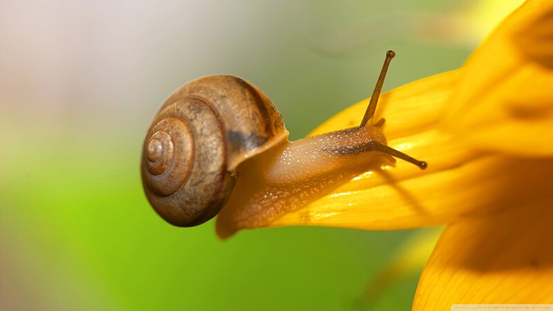 Snail on Yellow Flower — Calm, Afternoon