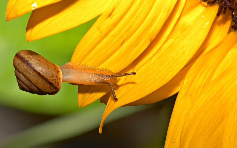 Snail on Yellow Flower — Serene, Afternoon