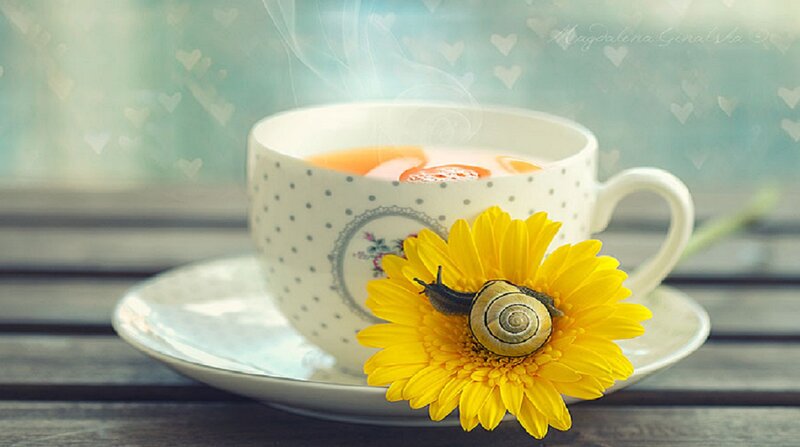 Snail on Yellow Flower — Serene, Morning