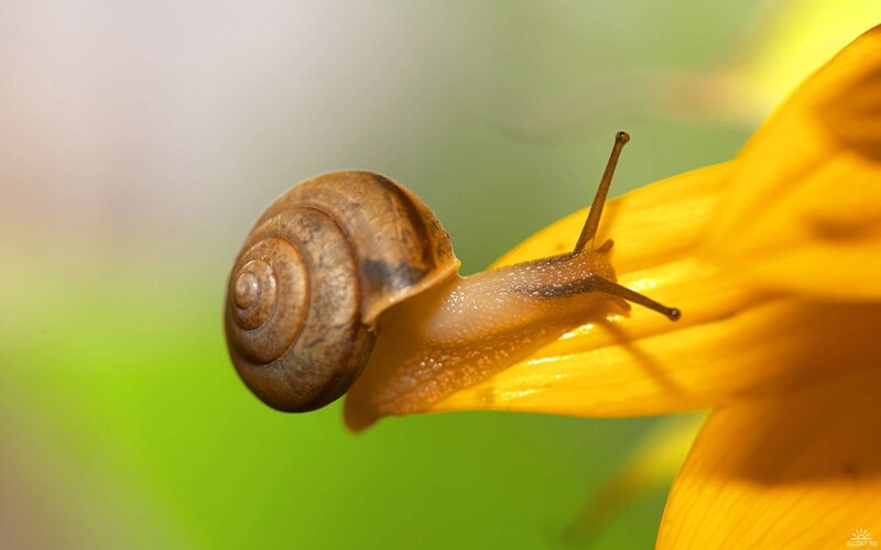 Snail on Yellow Flower — Serene