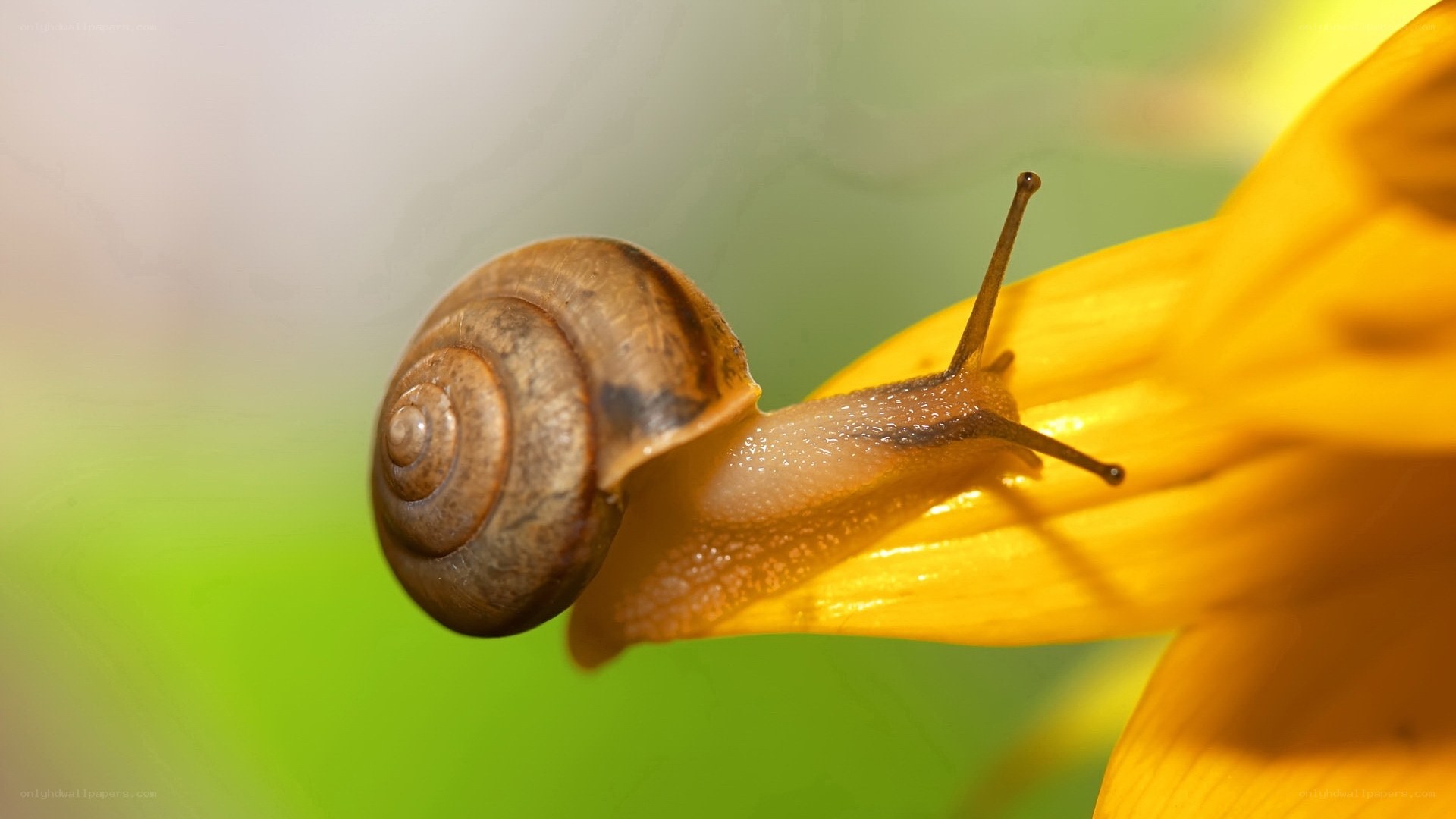 snail on yellow flower