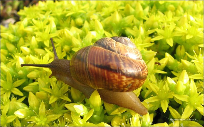 Snail on Yellow Flowers — Calm